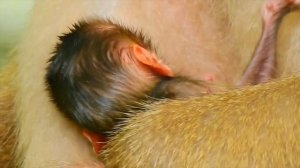 Young mother monkey Rose with her newborn baby Rainbow.