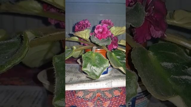 фиалка Богема смотреть онлайн