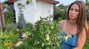 Более 50 сортов МЯТЫ. ОБЗОР. Как выбрать свою мяту?