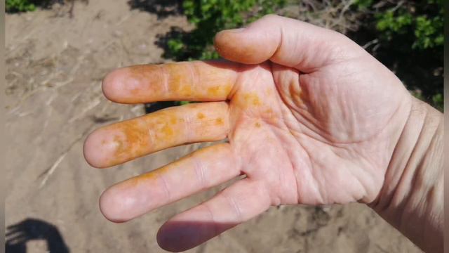 Что можно сделать из одуванчиков.