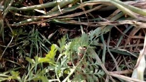 Убираем лук севок Сибирский, выращивание на Урале