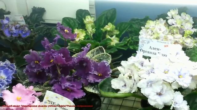 Юбилейная ВЫСТАВКА ФИАЛОК (Самарский ДОМ ФИАЛКИ) смотреть онлайн
