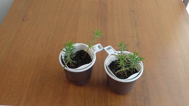 Можжевельник из семян, часть 2 смотреть онлайн