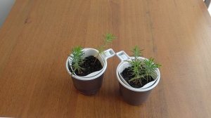 Можжевельник из семян, часть 2