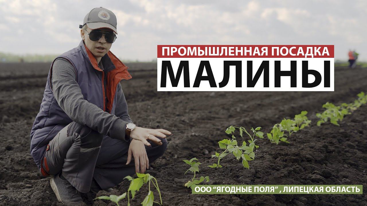 Промышленная посадка малины (ООО "Ягодные поля") смотреть онлайн