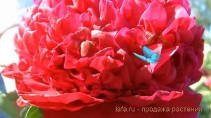 Пион травянистый Инспектор Лаверн ? обзор: как сажать, рассада, саженцы пиона Инспектор Лаверн