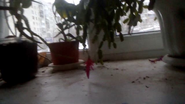 Плюша и наш цветок 23.02.2022 г.