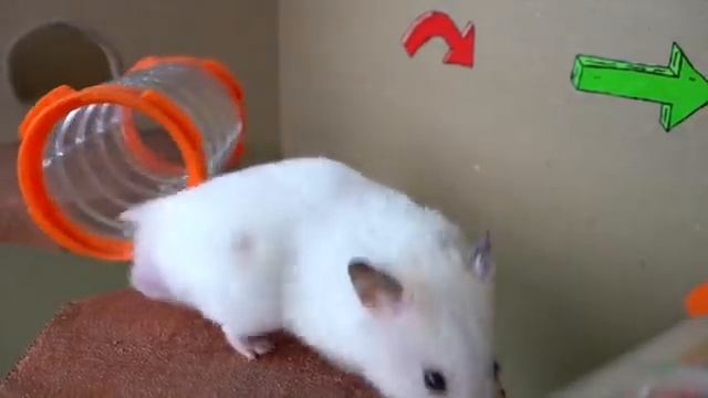 ? Hamster Escapes The  Creative Maze For Pets In Real Life ? In Hamster Stories