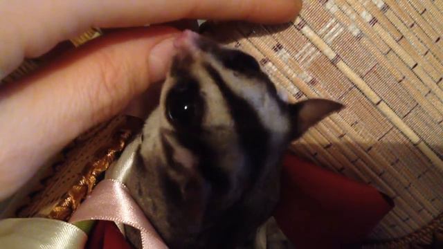 Маленький любитель ленточек или сахарный поссум смотреть онлайн