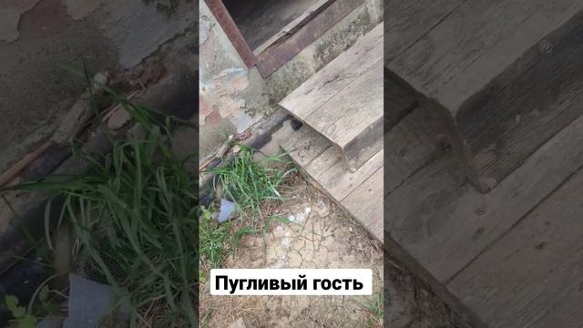 Пугливый гость на рыбалке 🦡 смотреть онлайн