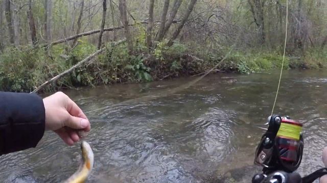 Ловля ФОРЕЛИ осенью в Ленинградской обл. | Рыбалка на спиннинг. смотреть онлайн