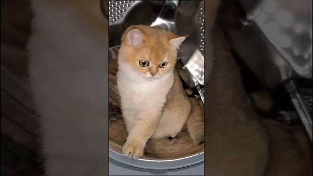 Режим стирки ШЕРСТЬ #shorts смотреть онлайн