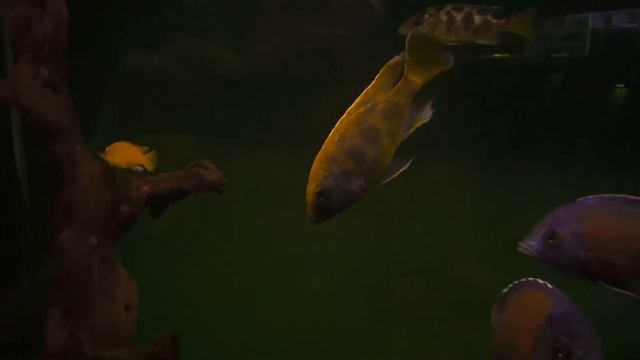 Малавийские цихлиды смотреть онлайн