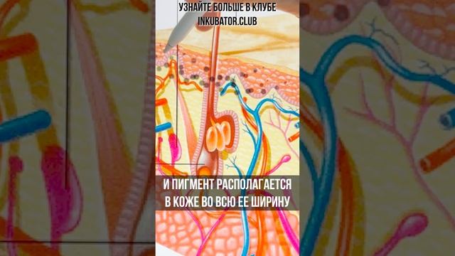 Почему синеют брови смотреть онлайн