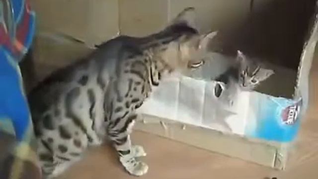 Бенгальская кошка разговаривает с котенком!