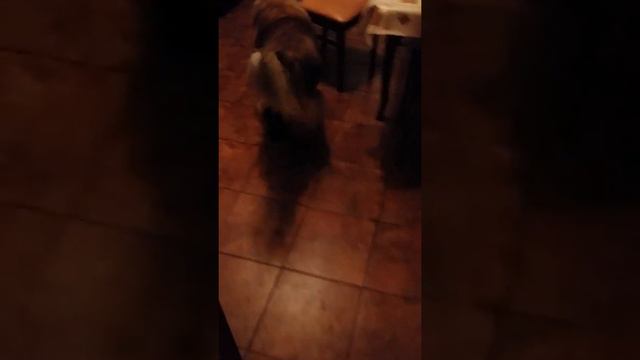 Робопес смотреть онлайн