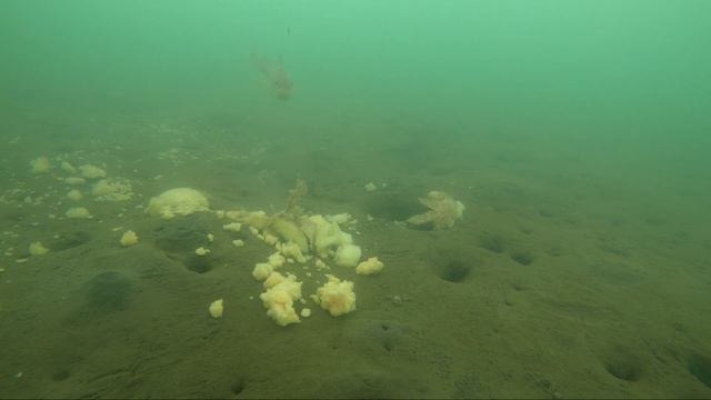 Ловля наваги в Мелководной