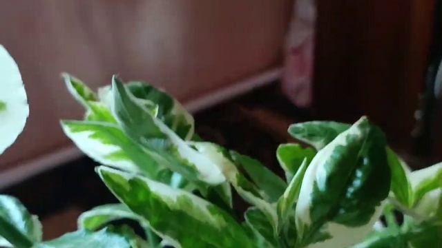 Вы просили я сделала. Педилантус. смотреть онлайн