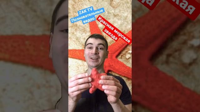 Какая есть способность у красной морской звезды? Какой образ жизни ведёт красная морская звезда? смотреть онлайн