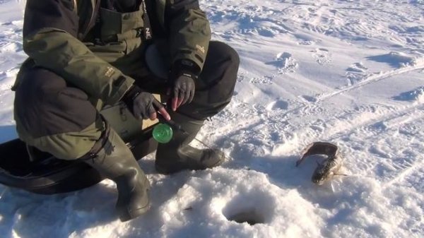 Ловля налима зимой. Как поймать налима на стук на мормышку.