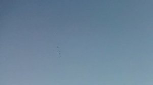 Высоколётные голуби. Вечерний полёт. Типлеры, Пакистанцы