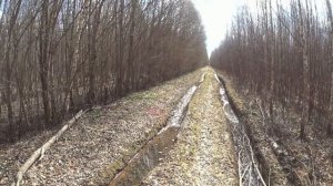 нагонка русских гончих собак 23 04 21