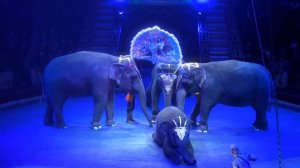 Аттракцион Корниловых "Дрессированные слоны" (2013)