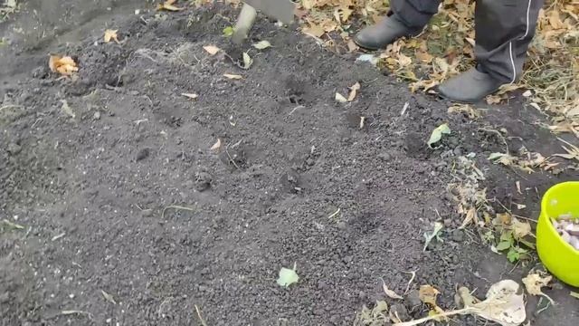 Нюансы посадки озимого чеснока. Подробно и понятно даже для начинающих огородников. смотреть онлайн