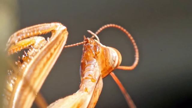 богомол. macr.mark смотреть онлайн