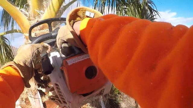 How to use a Petzl ZigZag to descend from a Palm Tree смотреть онлайн