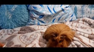 КАК НАУЧИТЬ МОРСКУЮ СВИНКУ КОМАНДЕ СУСЛИК?