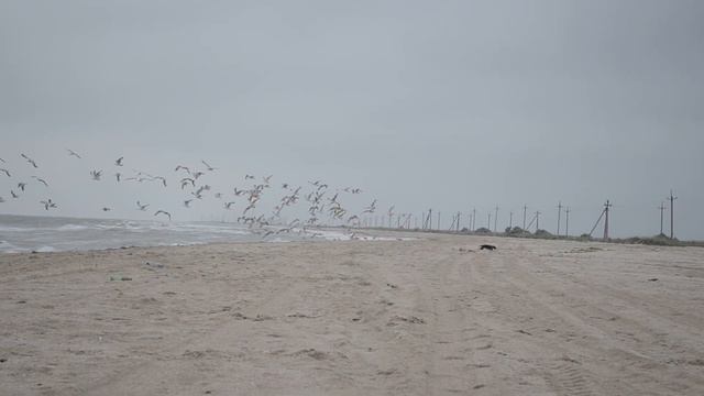 Уиппет на пляже смотреть онлайн