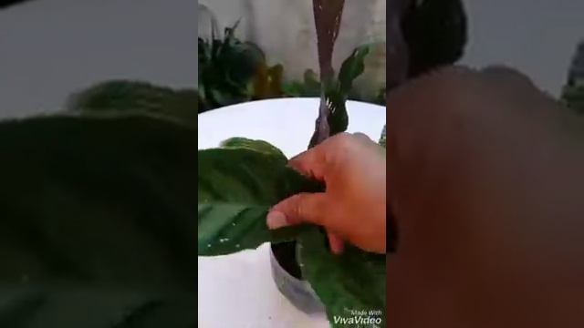CALATHEA ALBERTII... смотреть онлайн