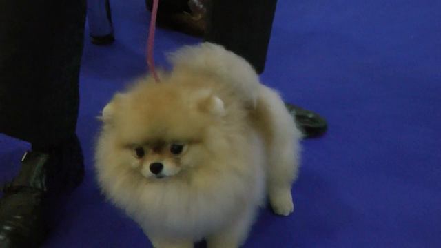 ЕВРОДОГШОУ-2017 * ПОМЕРАНСКИЙ ШПИЦ * ЮНИОРЫ СУКИ * 3458 смотреть онлайн