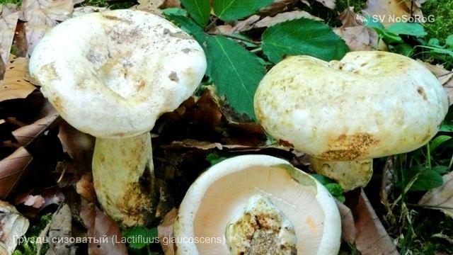 Груздь сизоватый (Lactifluus glaucescens) смотреть онлайн