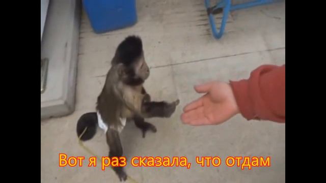 Мартышка купила сок (в 