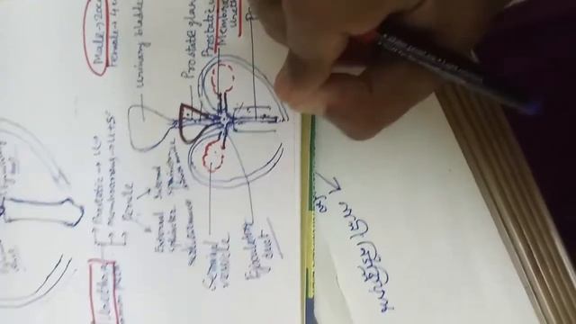 Human Male reproductive system (Accessory ducts, gland & external grnetalia) смотреть онлайн