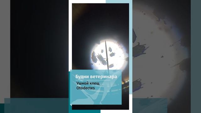 Отодектоз/Otodectes смотреть онлайн