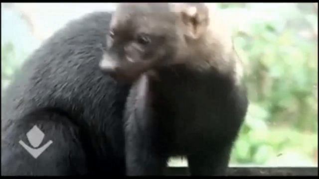 зевают животные смотреть онлайн