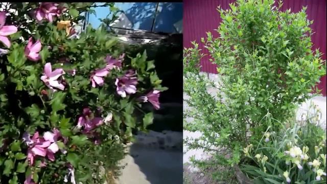 Гибискус (Цветение)-Hibiscus (Blooming) смотреть онлайн