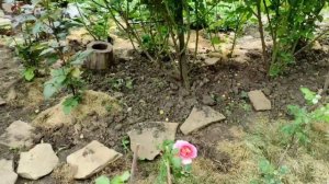 Роза Джефф Гамильтон, первогодки и первый бутон.