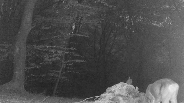 Новости с солонца. Голодная парочка.