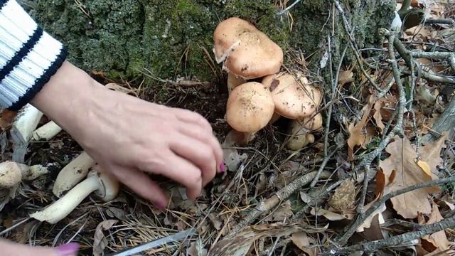 Грибочки в лесочке... смотреть онлайн