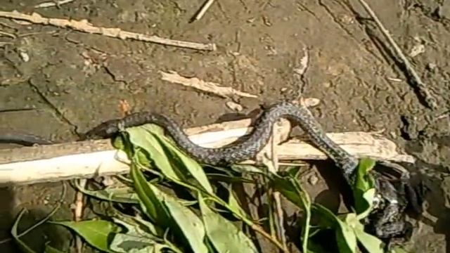 Маленький Уж и Большая лягушка. Жадность она такая.... смотреть онлайн