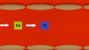 Механизм свертывания крови | 13 факторов | Medanatfarm