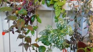 Как размножить Гипоэстес?