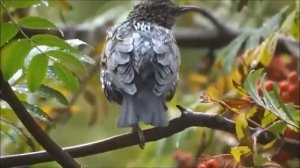 Скворушка прощается