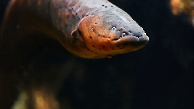 Homeostasis II. Acid-base Frantisek Duska