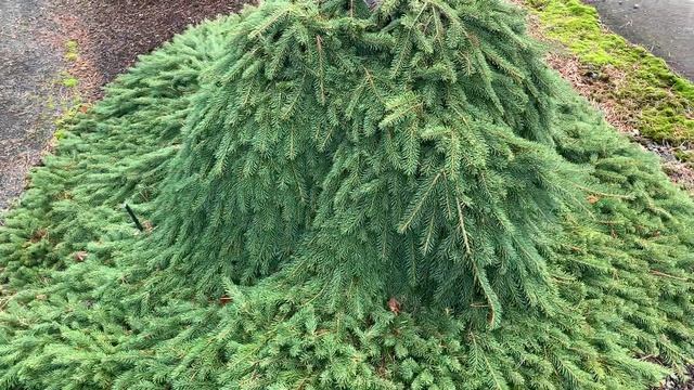 Beautiful Late Fall Day In The Conifer Garden November 12, 2020 смотреть онлайн