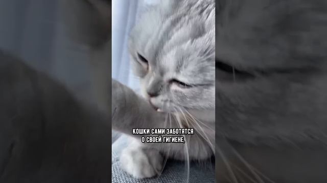 Кого лучше завести: кошку или собаку #кот #собака #shorts смотреть онлайн